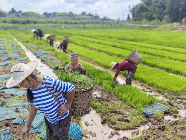 铜梁区插腊村移栽米粉稻。村村旺供图